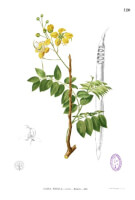 Botanische tekening Indische gouden regen / Bron: Francisco Manuel Blanco (O.S.A.), Wikimedia Commons (Publiek domein)