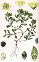 Botanische tekening postelein / Bron: Publiek domein, Wikimedia Commons (PD)