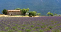 Lavendel in de provence / Bron: Jialiang Gao, peace-on-earth.org, Wikimedia Commons (CC BY-SA-3.0)