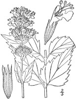 Botanische tekening anijshyssop / Bron: USDA NRCS PLANTS Database, Wikimedia Commons (Publiek domein)