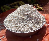 Gedroogde cassavewortel / Bron: Amcaja, Wikimedia Commons (CC BY-SA-3.0)
