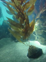 Kelp / Bron: EncycloPetey, Wikimedia Commons (CC BY-SA-3.0)