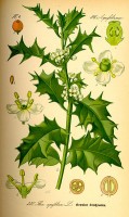 Botanische tekening hulst / Bron: Publiek domein, Wikimedia Commons (PD)