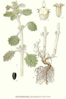 Botanische tekening malrove, rond 1920 / Bron: Carl Axel Magnus Lindman, Wikimedia Commons (Publiek domein)