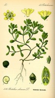 Botanische tekening zomerpostelein / Bron: Otto Wilhelm Thomé, Wikimedia Commons (Publiek domein)
