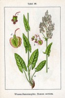 Botanische tekening veldzuring / Bron: Johann Georg Sturm (Painter: Jacob Sturm), Wikimedia Commons (Publiek domein)