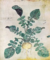 Botanische tekening van meiraap uit de Weense dioscorides / Bron: Unbekannter Pflanzenmaler, Wikimedia Commons (Publiek domein)