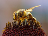 Een bij verzamelt bijenpollen. / Bron: Jon Sullivan, Wikimedia Commons (Publiek domein)