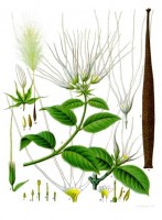 Botanische tekening strophanthus kombe / Bron: Franz Eugen Köhler, Köhler's Medizinal-Pflanzen, Wikimedia Commons (Publiek domein)