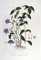 Botanische tekening maagdenpalm / Bron: Janus (Jan) Kops, Wikimedia Commons (Publiek domein)