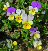 Driekleurig viooltje / Bron: H. Zell, Wikimedia Commons (CC BY-SA-3.0)