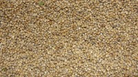 Millet is een graansoort en een uitstekende bron van silicium. / Bron: Thamizhpparithi Maari, Wikimedia Commons (CC BY-SA-3.0)