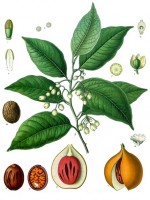 Botanische tekening nootmuskaat / Bron: Köhler's Medizinal Pflanzen, Wikimedia Commons (Publiek domein)