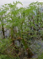 Oenanthe aquatica, watervenkel of watertorkruid / Bron: Christian Fischer, Wikimedia Commons (CC BY-SA-3.0)