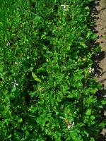 Rucola in de moestuin / Bron: H. Zell, Wikimedia Commons (CC BY-SA-3.0)