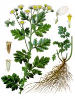 Botanische tekening moederkruid / Bron: Franz Eugen Köhler, Köhler's Medizinal-Pflanzen, Wikimedia Commons (Publiek domein)