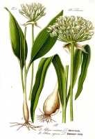 Botanische tekening daslook / Bron: Publiek domein, Wikimedia Commons (PD)