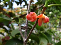 Garcinia sessilis / Bron: Tauʻolunga, Wikimedia Commons (CC BY-SA-3.0)