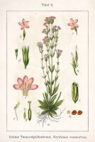 Botanische tekening duizendguldenkruid / Bron: Johann Georg Sturm (Painter: Jacob Sturm), Wikimedia Commons (Publiek domein)