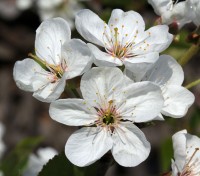 bloemen van de prunus cerasus / Bron: Karelj, Wikimedia Commons (Publiek domein)