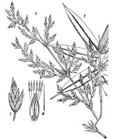 Illustratie bamboe uit de encyclopedia brittanica van 1911 / Bron: Project Gutenberg Distributed Proofreaders, Wikimedia Commons (Publiek domein)
