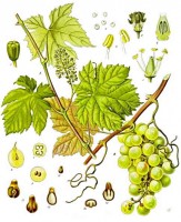Botanische tekening wijnstok / Bron: Franz Eugen Köhler, Köhler's Medizinal-Pflanzen, Wikimedia Commons (Publiek domein)