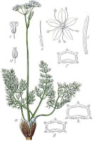 Botanische tekening bergvenkel / Bron: Johann Georg Sturm (Painter: Jacob Sturm), Wikimedia Commons (Publiek domein)