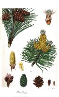 Botanische tekening bergden / Bron: Aylmer Bourke Lambert (1761–1842), Wikimedia Commons (Publiek domein)