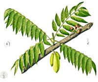 Botanische tekening birambi / Bron: Francisco Manuel Blanco (O.S.A.), Wikimedia Commons (Publiek domein)