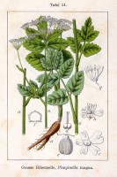 Botanische tekening grote bevernel / Bron: Johann Georg Sturm (Painter: Jacob Sturm), Wikimedia Commons (Publiek domein)
