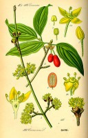 Botanische tekening gele kornoelje / Bron: Publiek domein, Wikimedia Commons (PD)