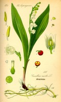 Botanische tekening lelietje-van-dalen / Bron: Publiek domein, Wikimedia Commons (PD)