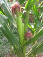 Maisstempels aan maiskolven / Bron: Jalyton, Wikimedia Commons (CC0)