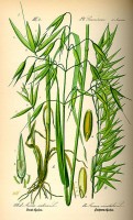 Botanische tekening haver / Bron: Publiek domein, Wikimedia Commons (PD)
