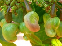Cashewnoten aan de boom; zij maken je blij. / Bron: LoggaWiggler, Pixabay