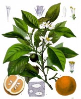 Botanische tekening bittere oranje appel / Bron: Franz Eugen Köhler, Köhler's Medizinal-Pflanzen, Wikimedia Commons (Publiek domein)