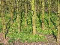 Speenkruid als bodembedekker in een bos. / Bron: Ellywa, Wikimedia Commons (CC BY-SA-3.0)