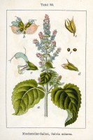 Botanische tekening scharlei / Bron: Johann Georg Sturm (Painter: Jacob Sturm), Wikimedia Commons (Publiek domein)