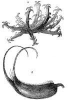 Tekening Duivelsklauwzaad ui1881 / Bron: Popular Science Monthly Volume 19, Wikimedia Commons (Publiek domein)
