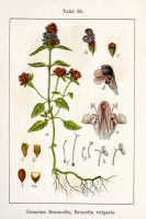 Botanische tekening bijenkorfje / Bron: Johann Georg Sturm (Painter: Jacob Sturm), Wikimedia Commons (Publiek domein)