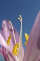 Close-up bloem herfsttijloos / Bron: Böhringer friedrich, Wikimedia Commons (CC BY-SA-2.5)
