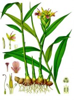 Botanische tekening gember / Bron: Franz Eugen Köhler, Köhler's Medizinal-Pflanzen, Wikimedia Commons (Publiek domein)