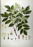 Botanische tekening pluimes / Bron: Franz Eugen Köhler, Wikimedia Commons (Publiek domein)