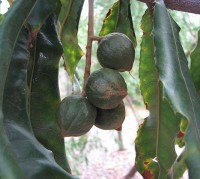 Macadamianootjes die nog in de boom hangen / Bron: Melburnian, Wikimedia Commons (CC BY-3.0)