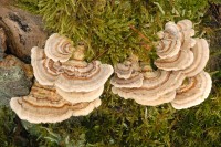 Trametes versicolor / Bron: James Lindsey, Wikimedia Commons (CC BY-SA-3.0)