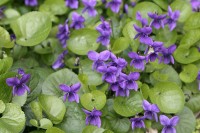 Viola odorata of maarts viooltje / Bron: Publiek domein, Wikimedia Commons (PD)