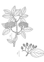 Botanische tekening Amerikaanse sneeuwbal / Bron: USDA-NRCS, Wikimedia Commons (Publiek domein)