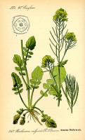 Botanische tekening barbarakruid / Bron: Publiek domein, Wikimedia Commons (PD)