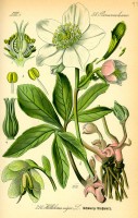Botanische tekening kerstroos / Bron: Publiek domein, Wikimedia Commons (PD)