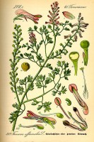 Botanische tekening duivenkervel / Bron: Publiek domein, Wikimedia Commons (PD)
